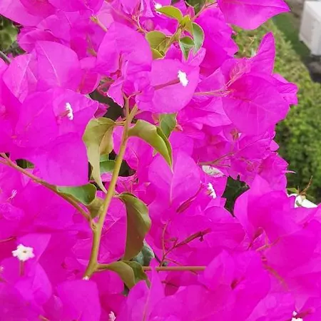 Διαμέρισμα Mare Front