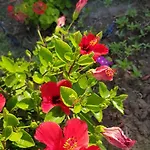 Mare Front האראקי