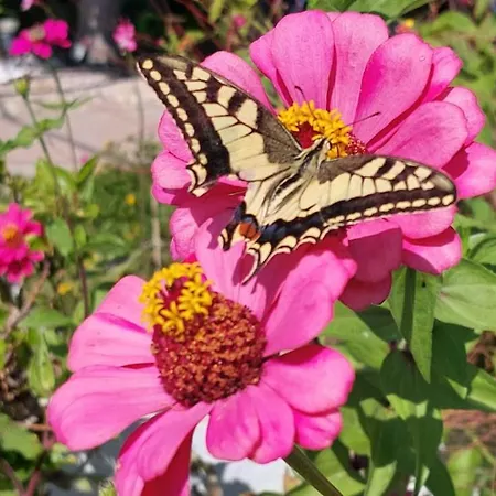 Appartement Mare Front *