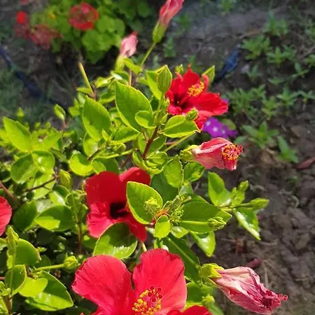 Mare Front شاراكي