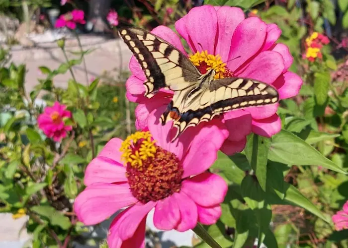 Apartment Mare Front *